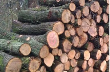 Дрова метрівка дуб (1м) Ціна за складометр